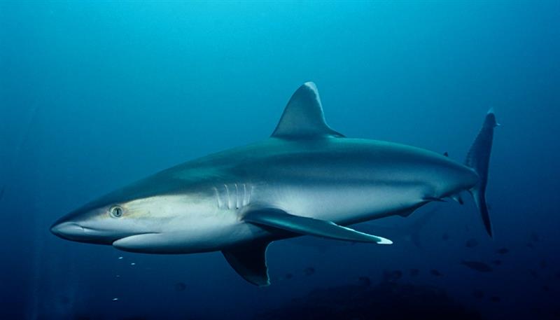 Gli squali, magnifici predatori dei mari